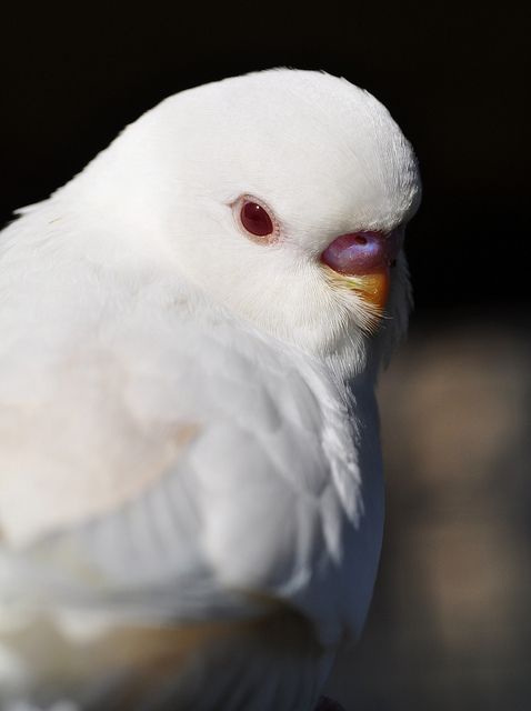Albino Muhabbet Kuşu Mutasyonu