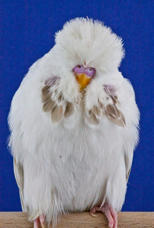 Lacewing (Dantel Kanat) Muhabbet Kuşu Mutasyonu